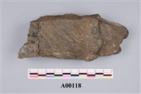 藏品(植物化石)的圖片